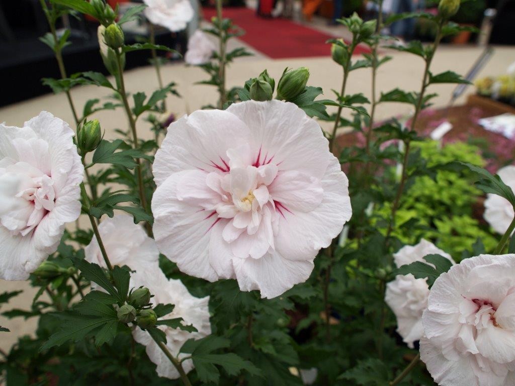 Hibiscus syriacus 'China Chiffon'